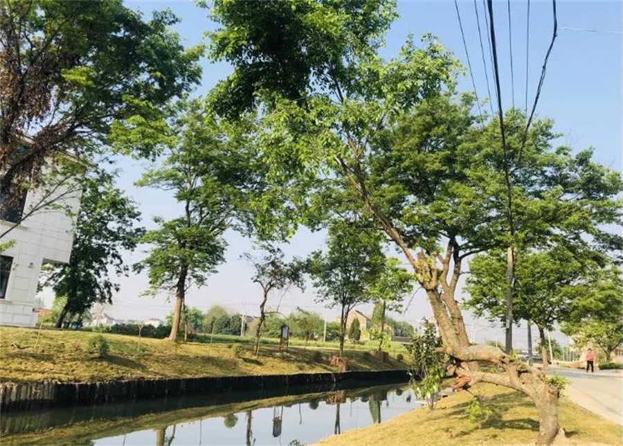 河金村美丽乡村建设