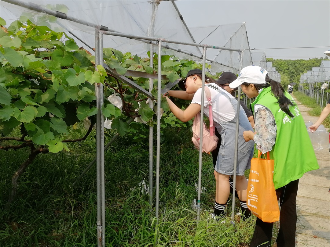 “摘葡萄 品美味”硕果采摘